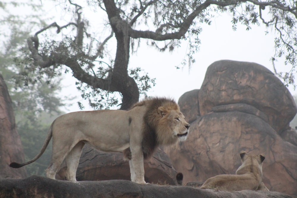 a couple of lions standing on top of a rock