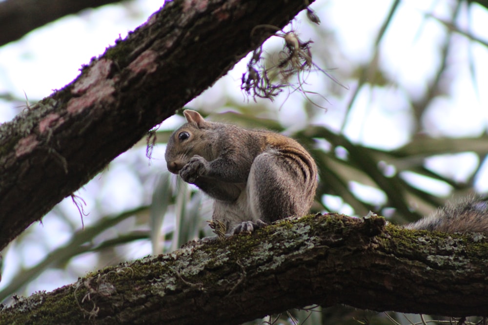 a squirrel sitting on top of a tree branch