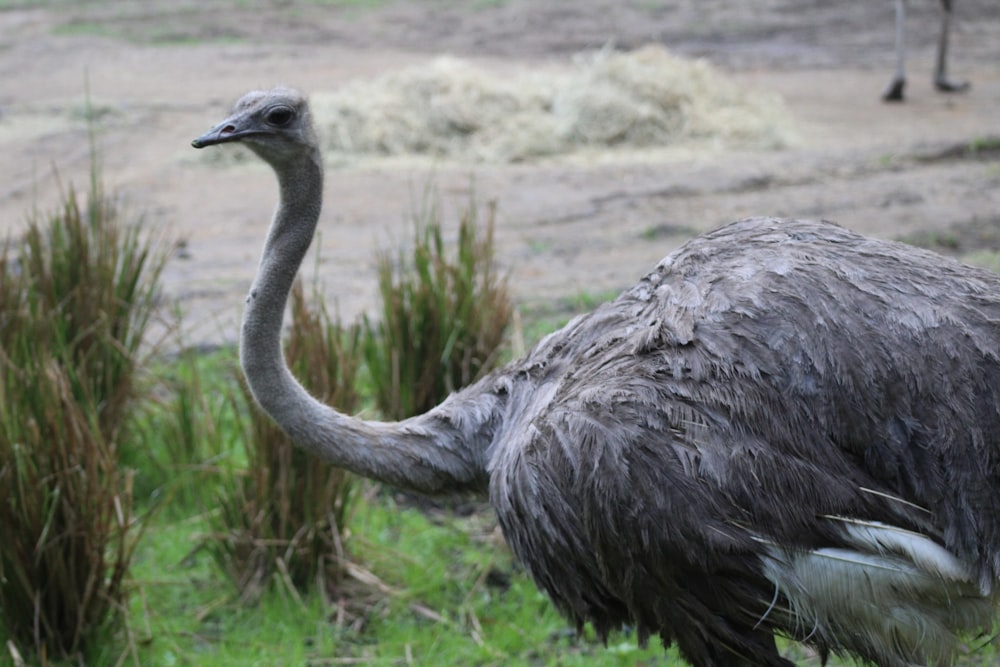 an ostrich standing in a field of grass