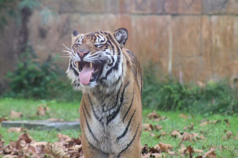 a tiger yawns while standing in the grass