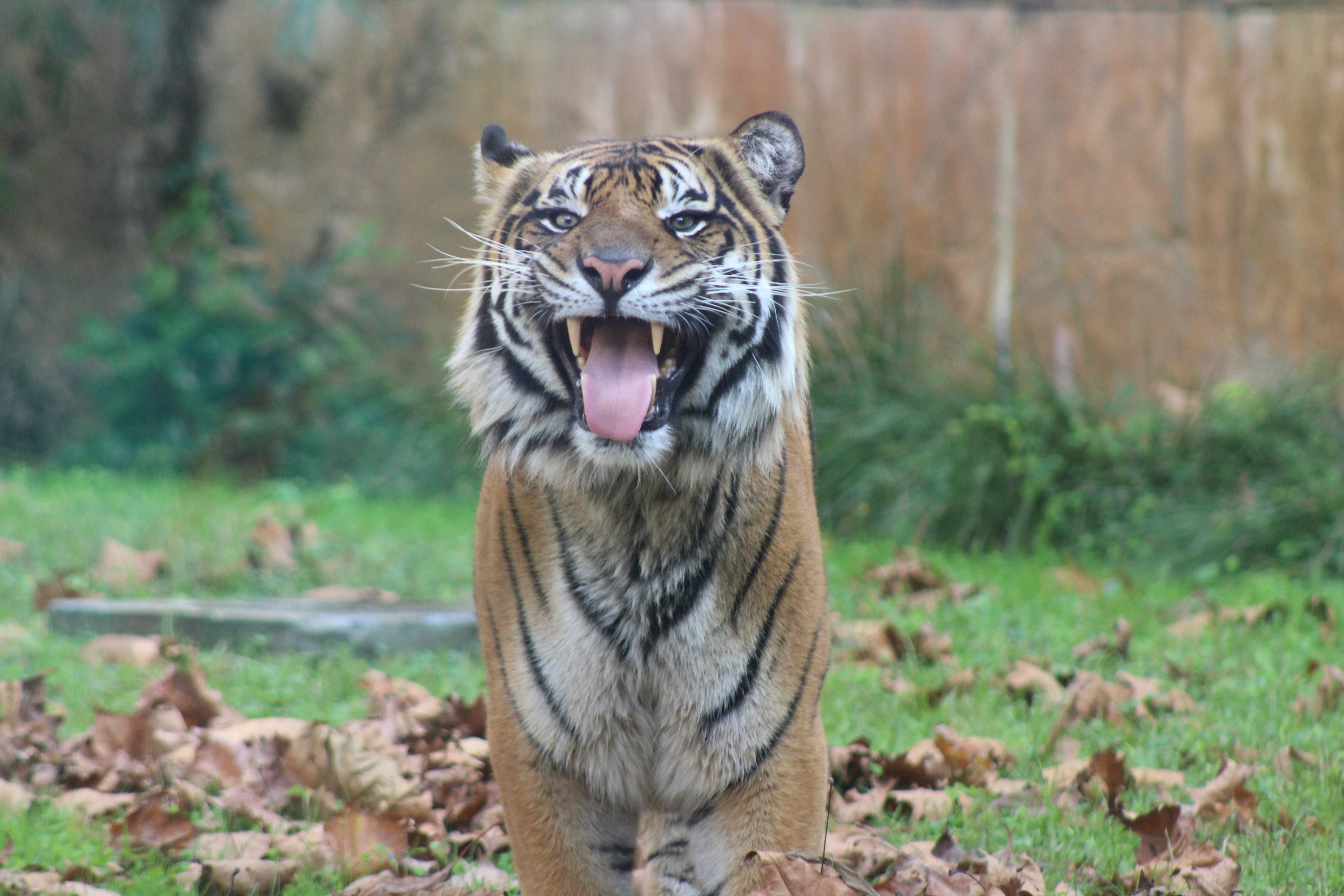 Bengal tiger