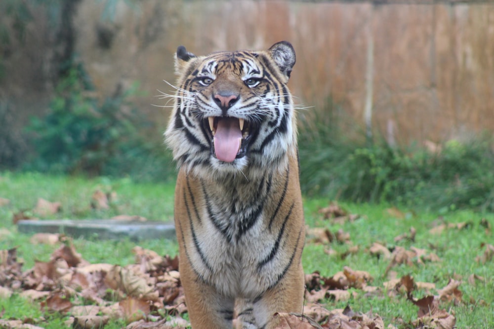 a tiger walking across a lush green field