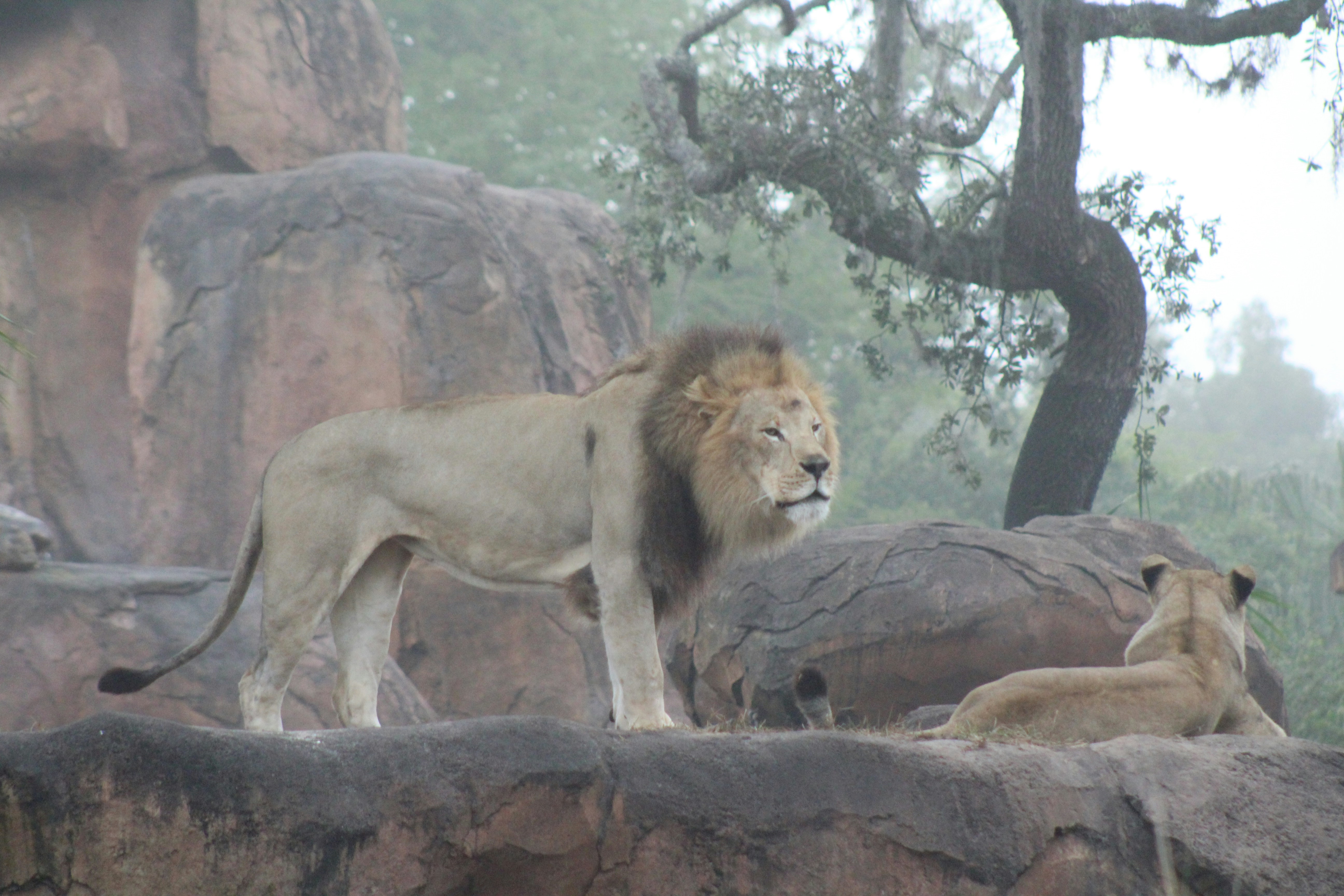 Un león parado en la cima de una pared de roca