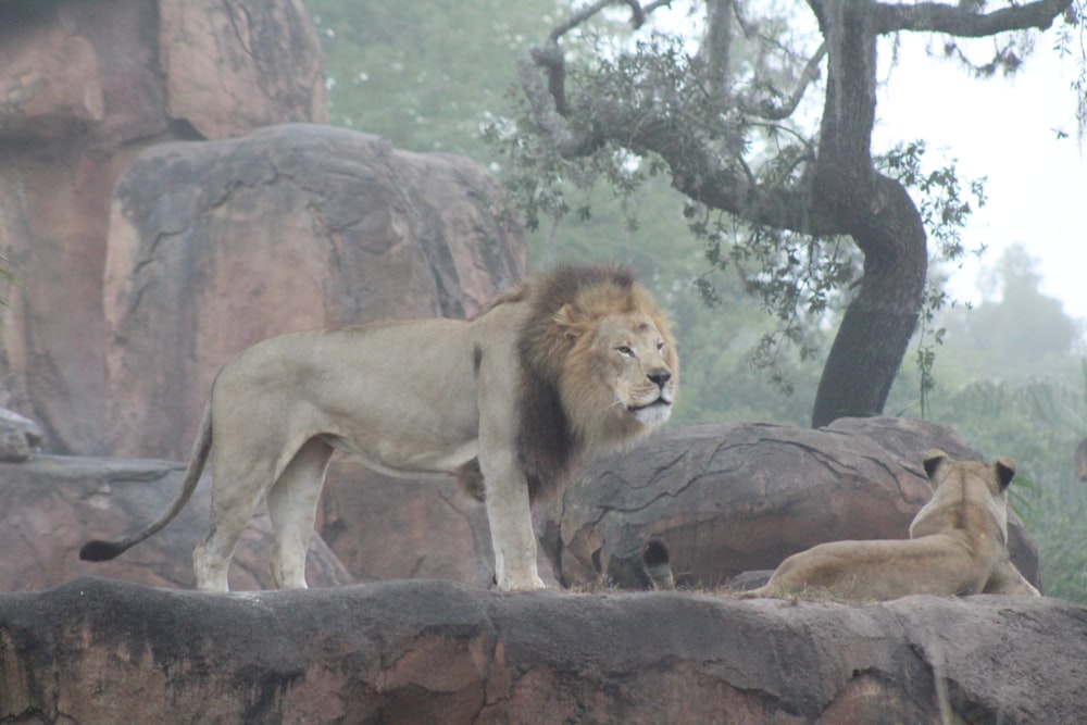 a lion standing on top of a rock wall