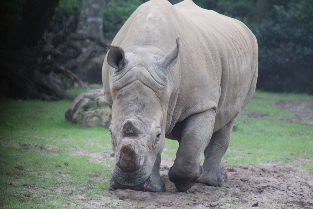 a rhinoceros is standing in the dirt and grass