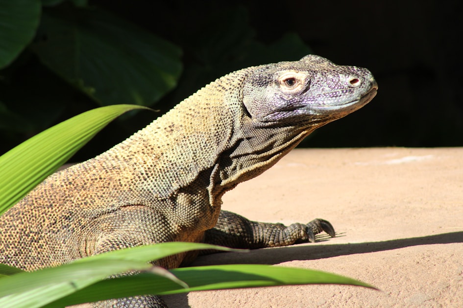 Fascinating World of Asexual Reproduction in Komodo Dragons and Snakes