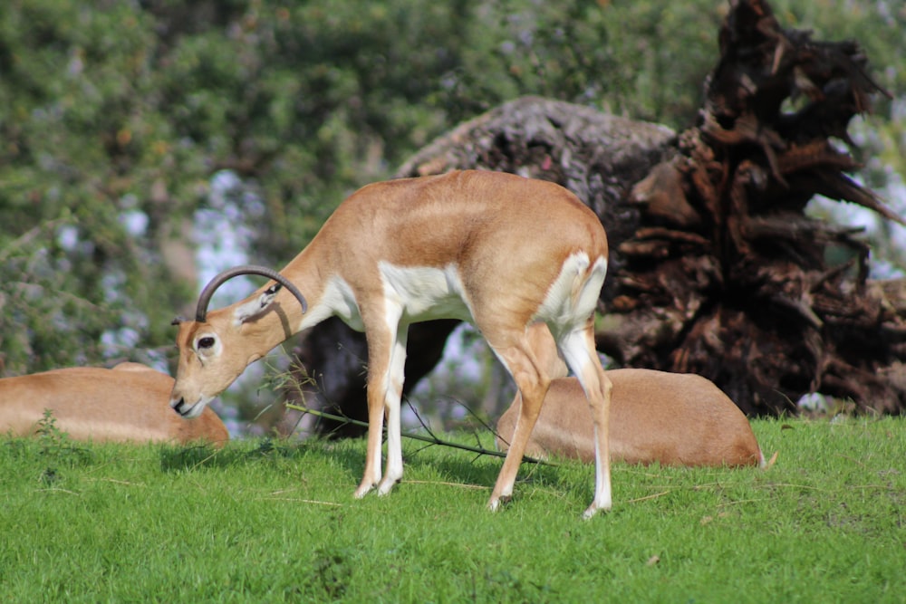 a couple of antelope standing on top of a lush green field