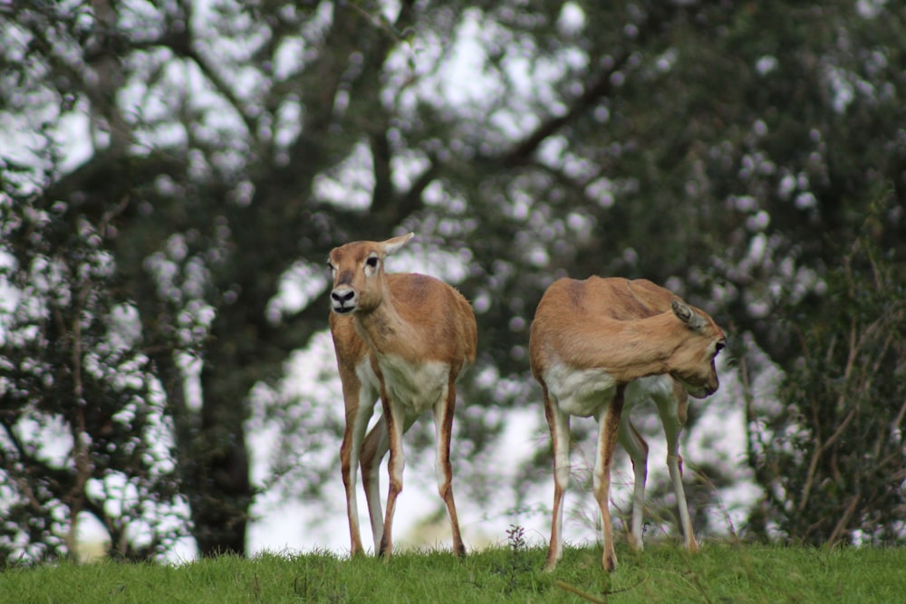 a couple of deer standing on top of a lush green field