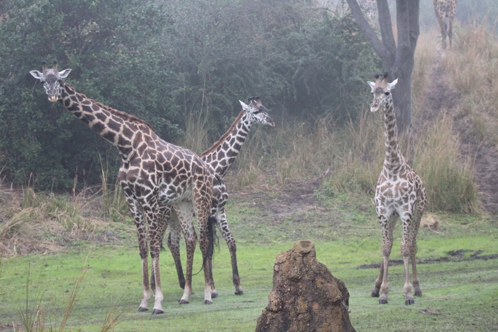 three giraffes are standing in a grassy field