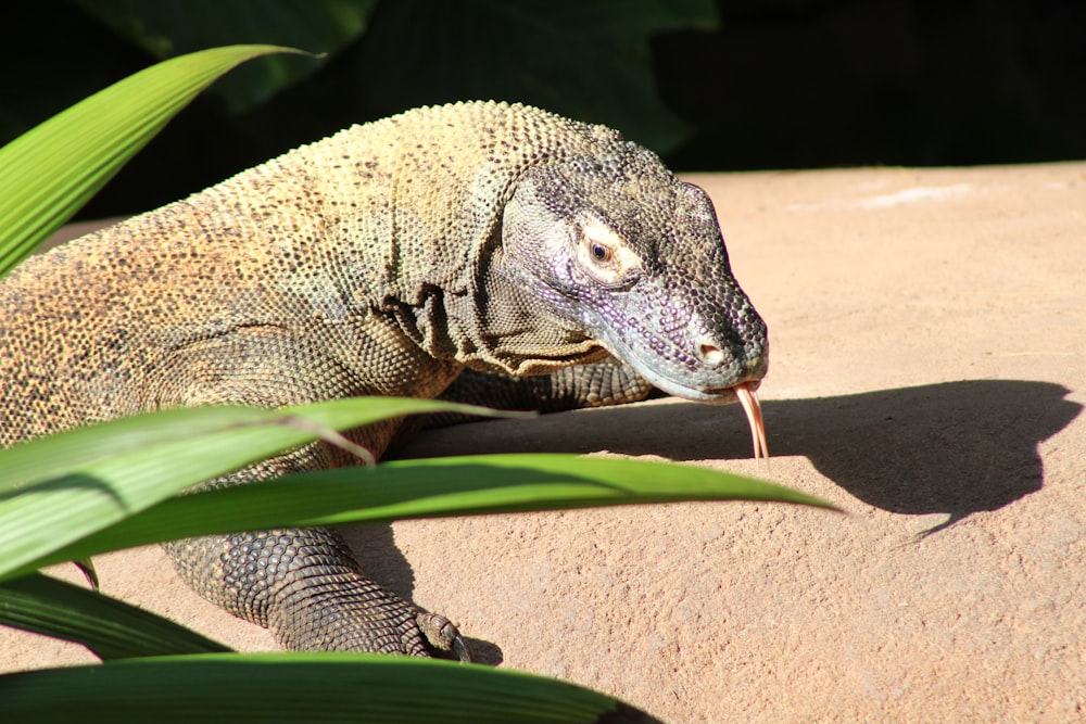 a large lizard sitting on top of a rock