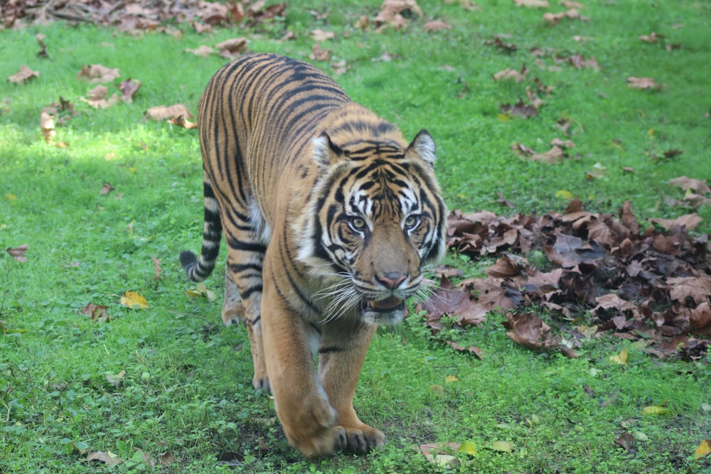 a tiger walking across a lush green field