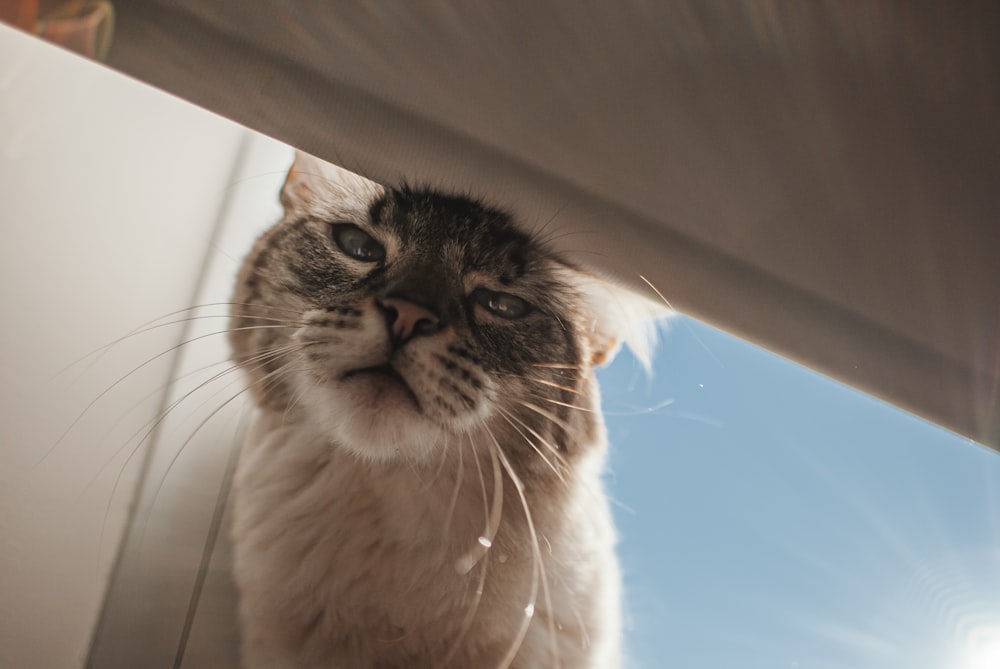 a close up of a cat near a window