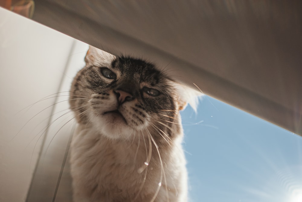 Un primo piano di un gatto vicino a una finestra