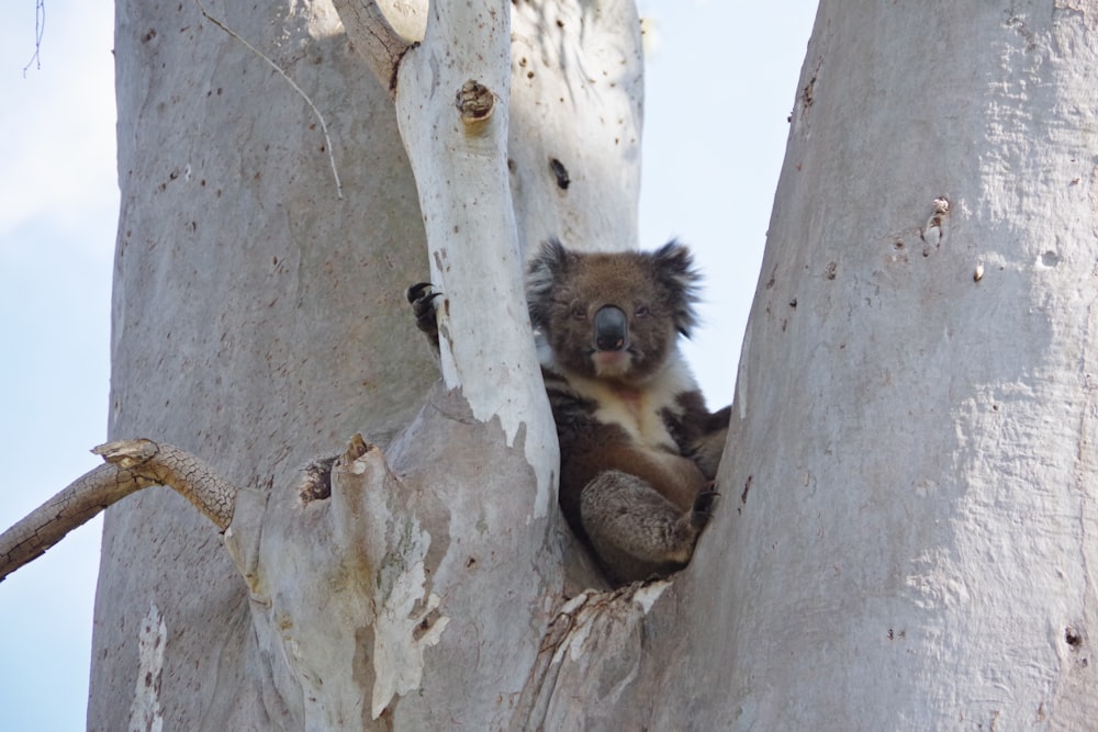 a koala bear sitting in a tree looking out