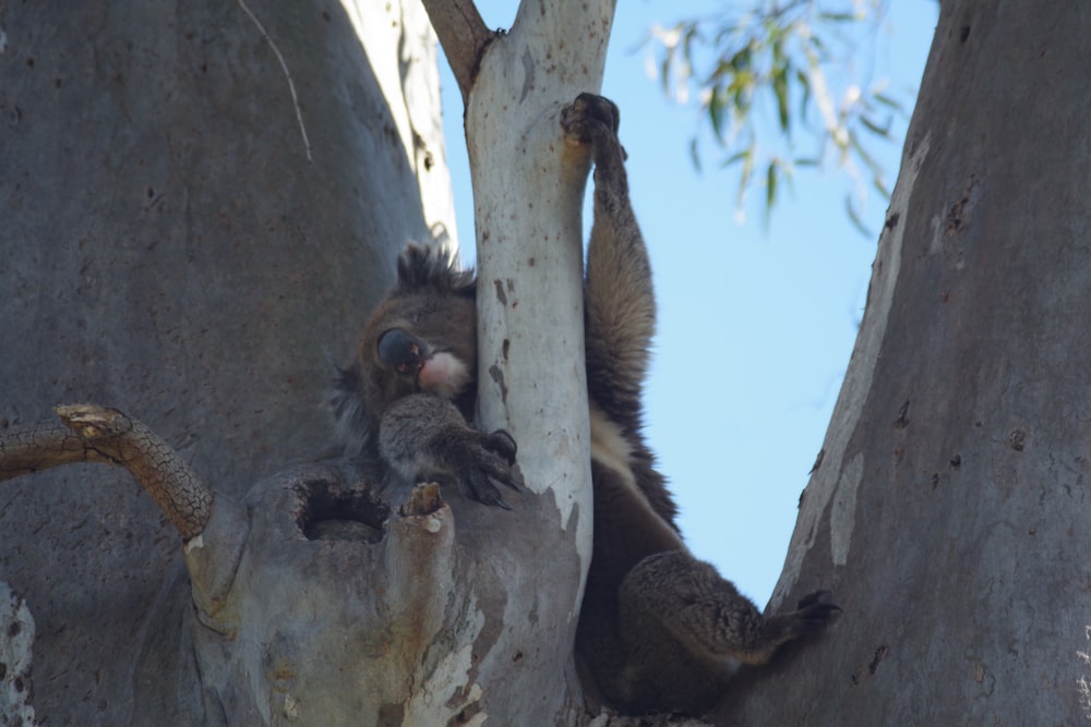 a koala sitting in a tree with its mouth open