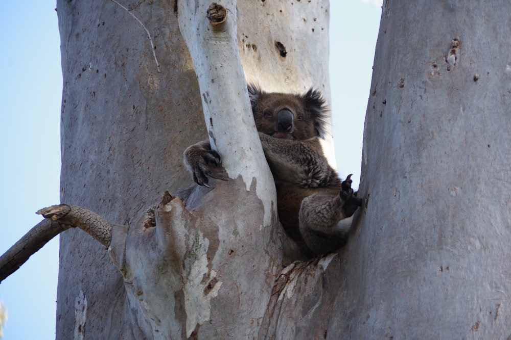 Un koala est assis dans un arbre et regarde dehors