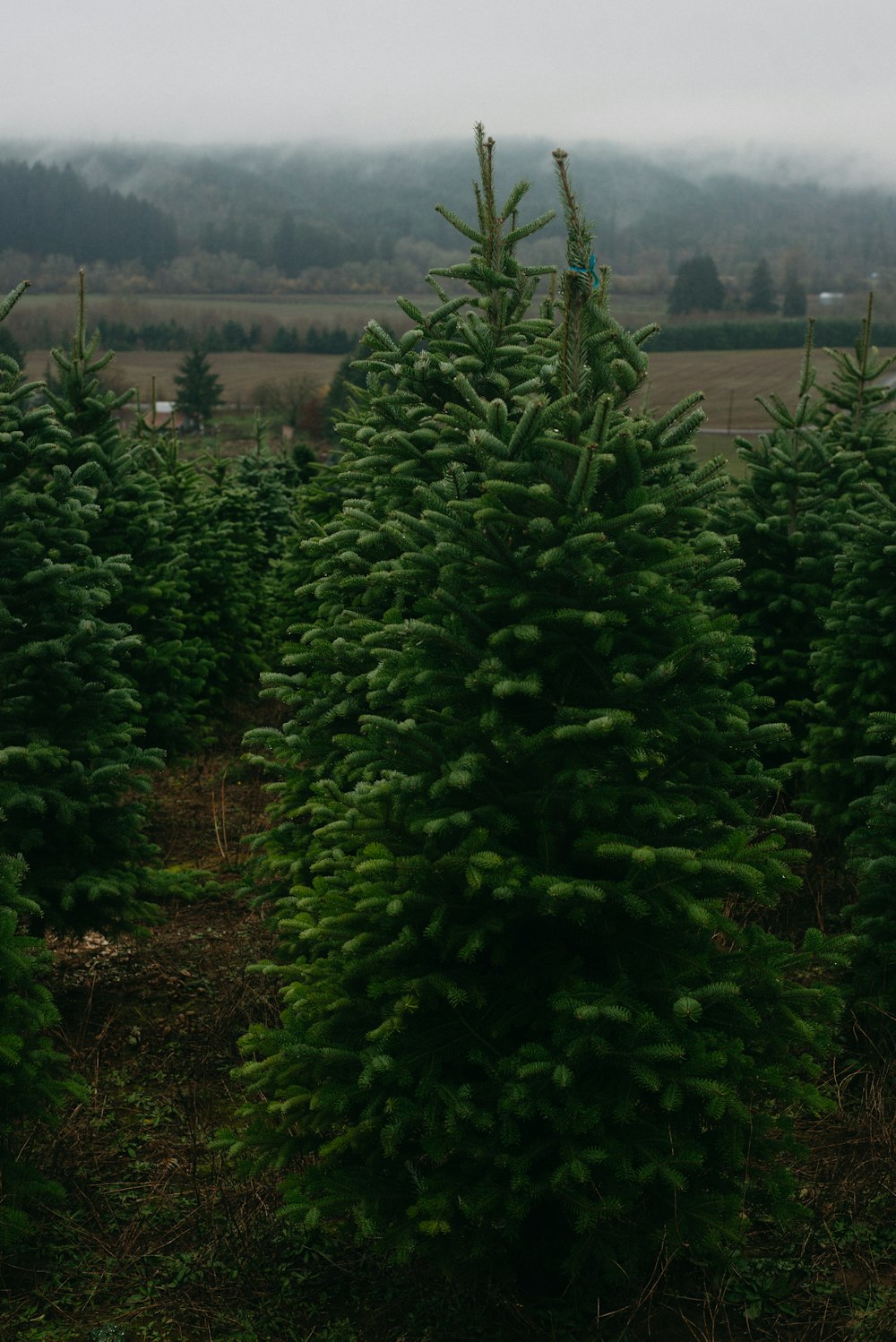 a row of christmas trees in a field
