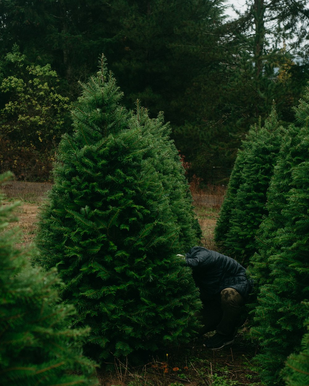 a person in a black jacket picking a tree