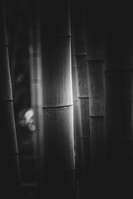 Tall bamboo trunks with a textured surface are seen in close-up. The image is monochrome, highlighting the vertical orientation and rhythm of the bamboo culms. Light and shadow play across their surfaces, creating a serene and natural atmosphere.