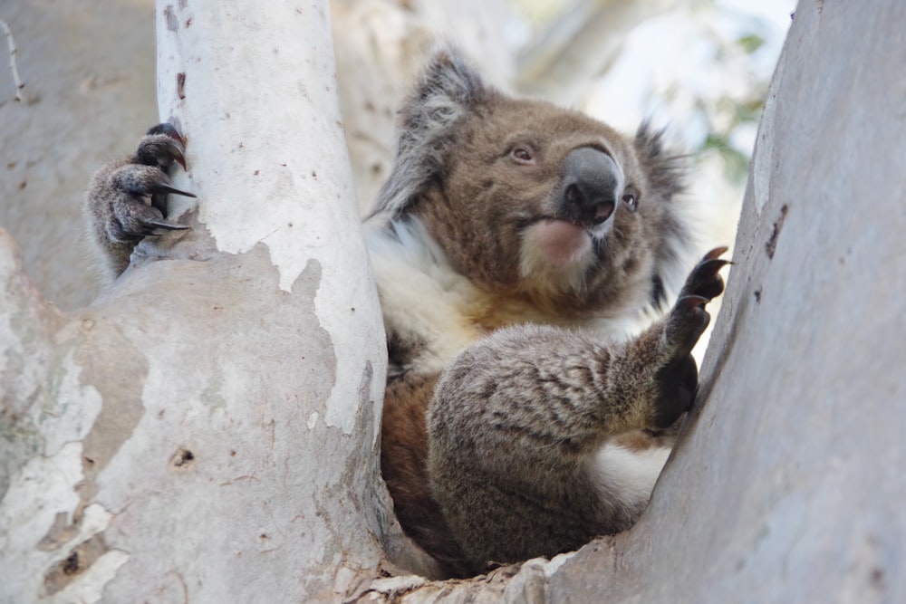 um coala sentado em uma árvore com a boca aberta