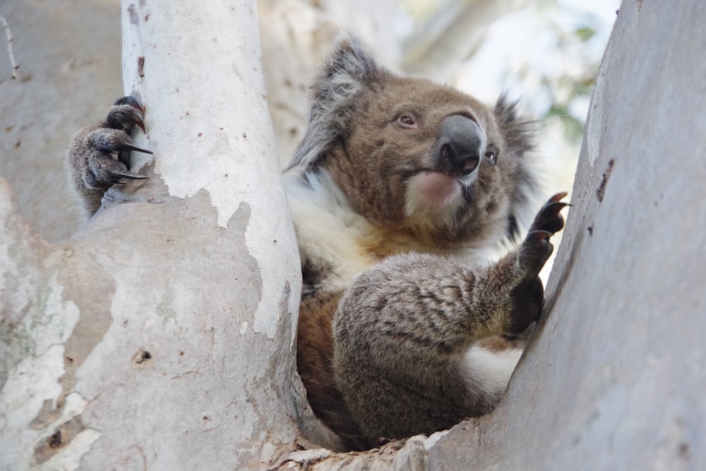 a koala sitting in a tree with its mouth open