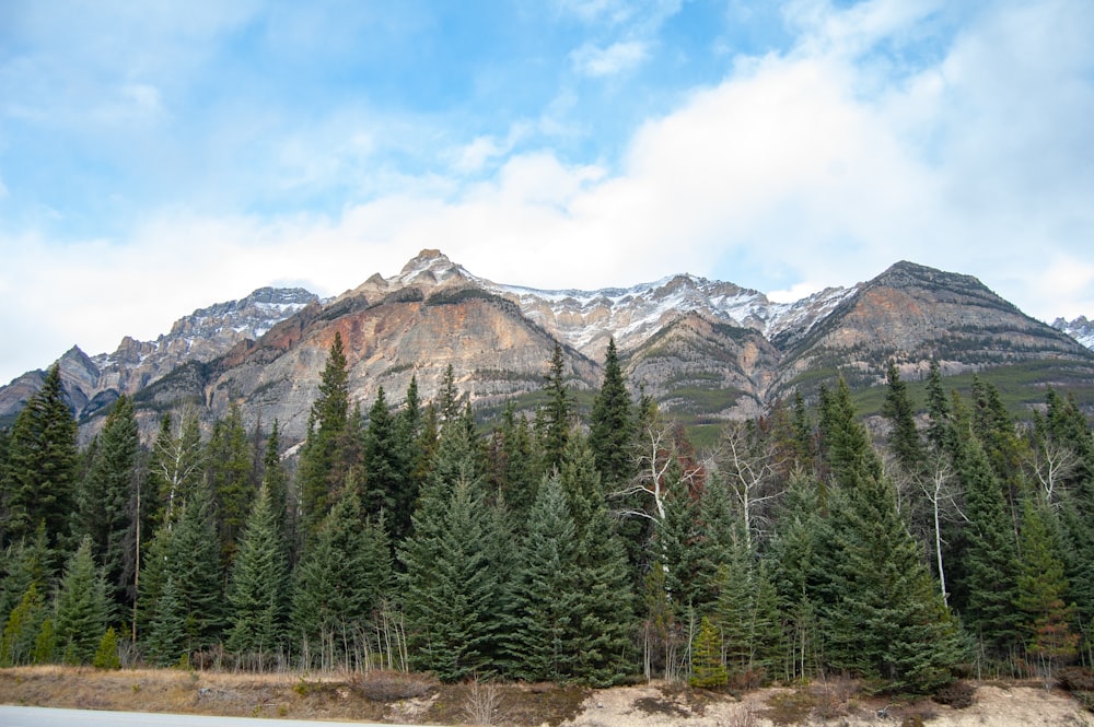 a group of pine trees in front of a mountain