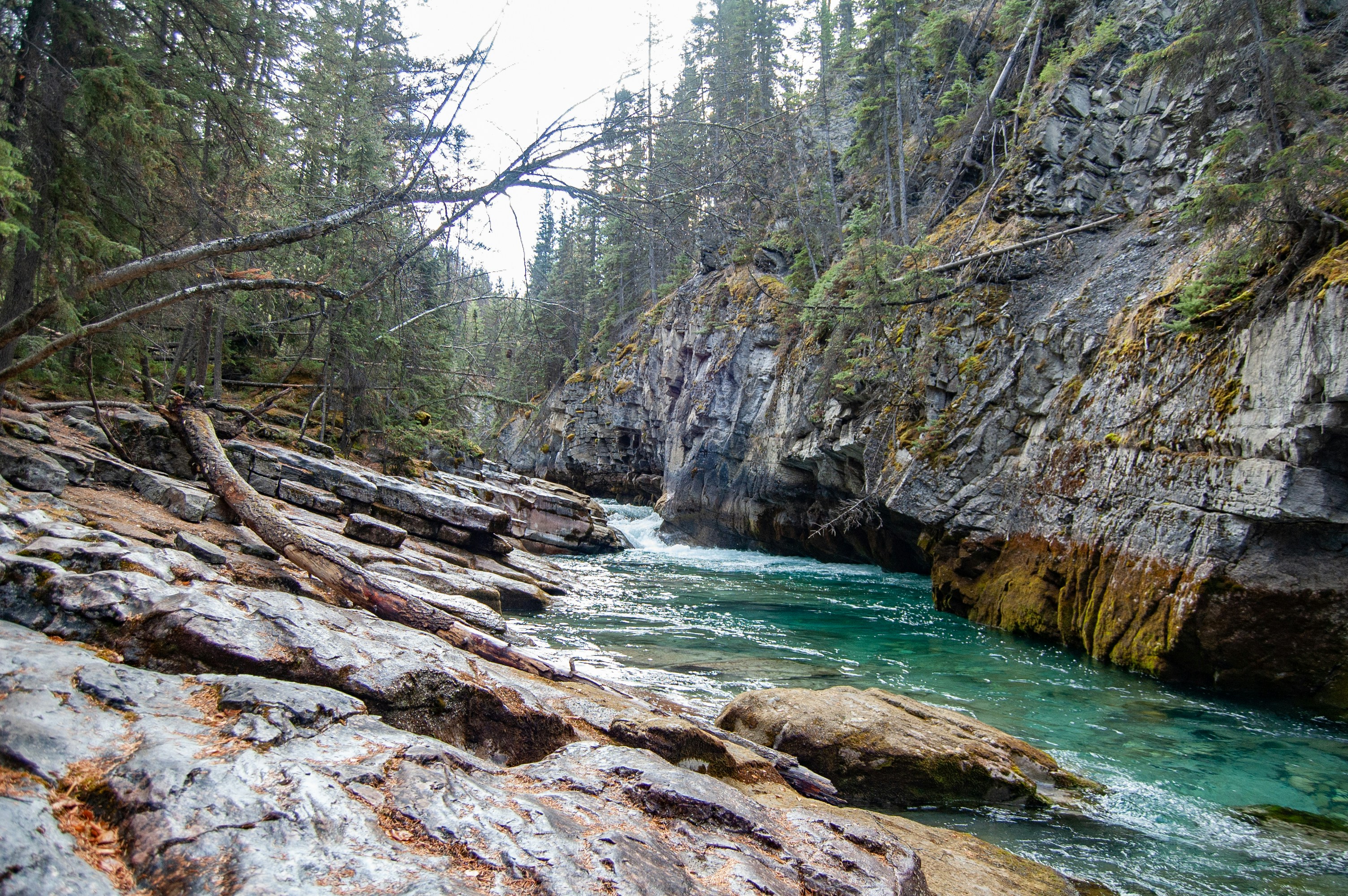 a river running through a forest filled with rocks