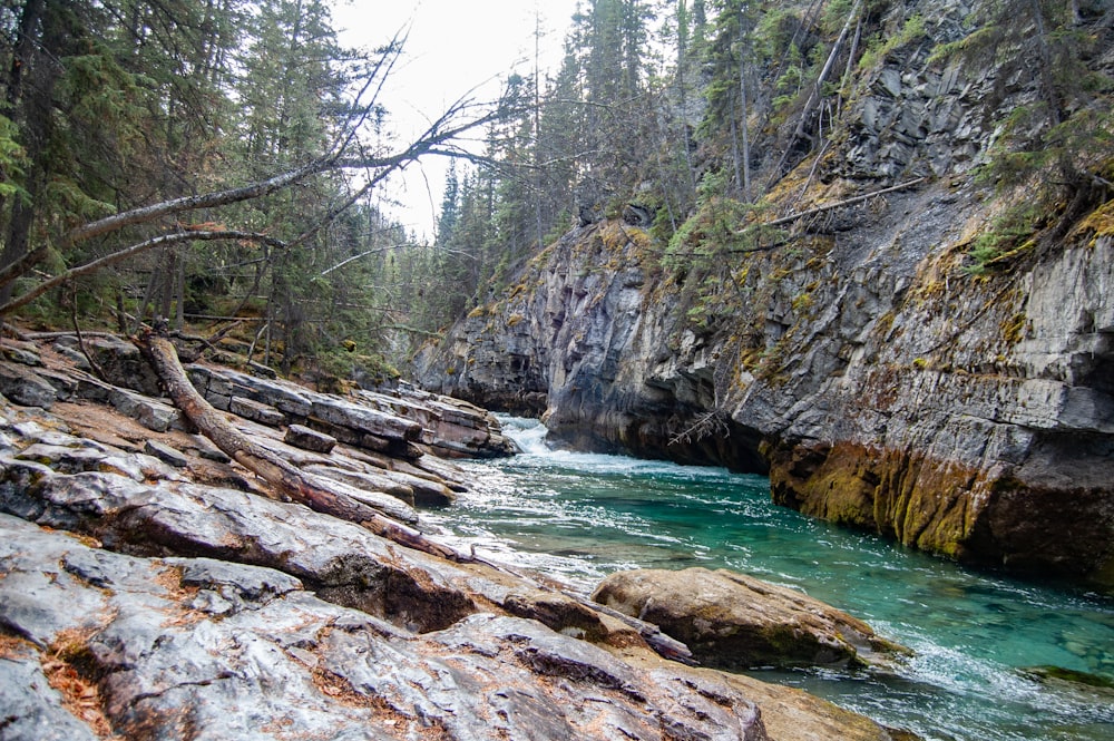 a river running through a forest filled with rocks