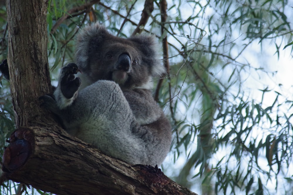 um coala sentado em uma árvore com a cabeça em um galho