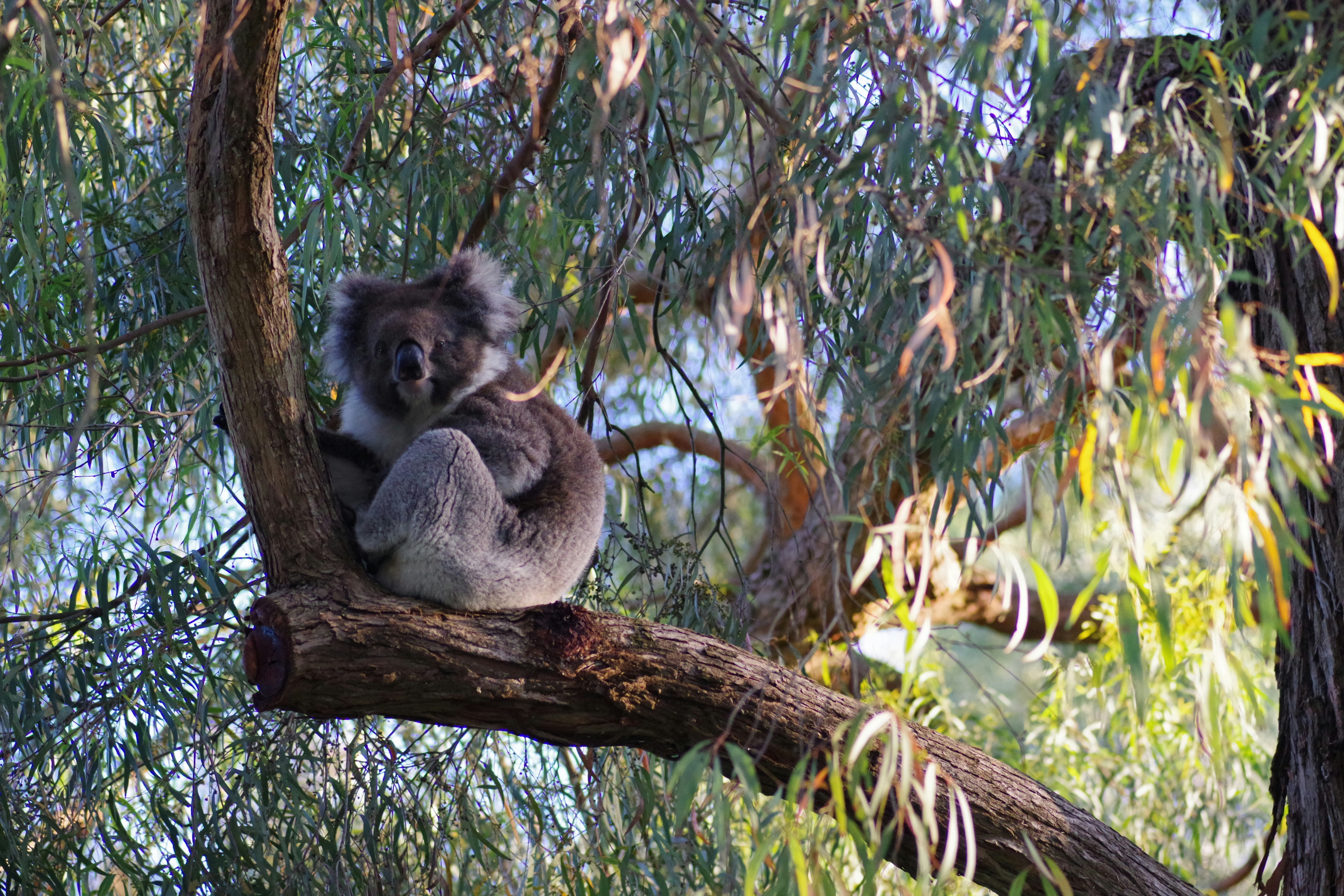 Photo by nadir_syzygy