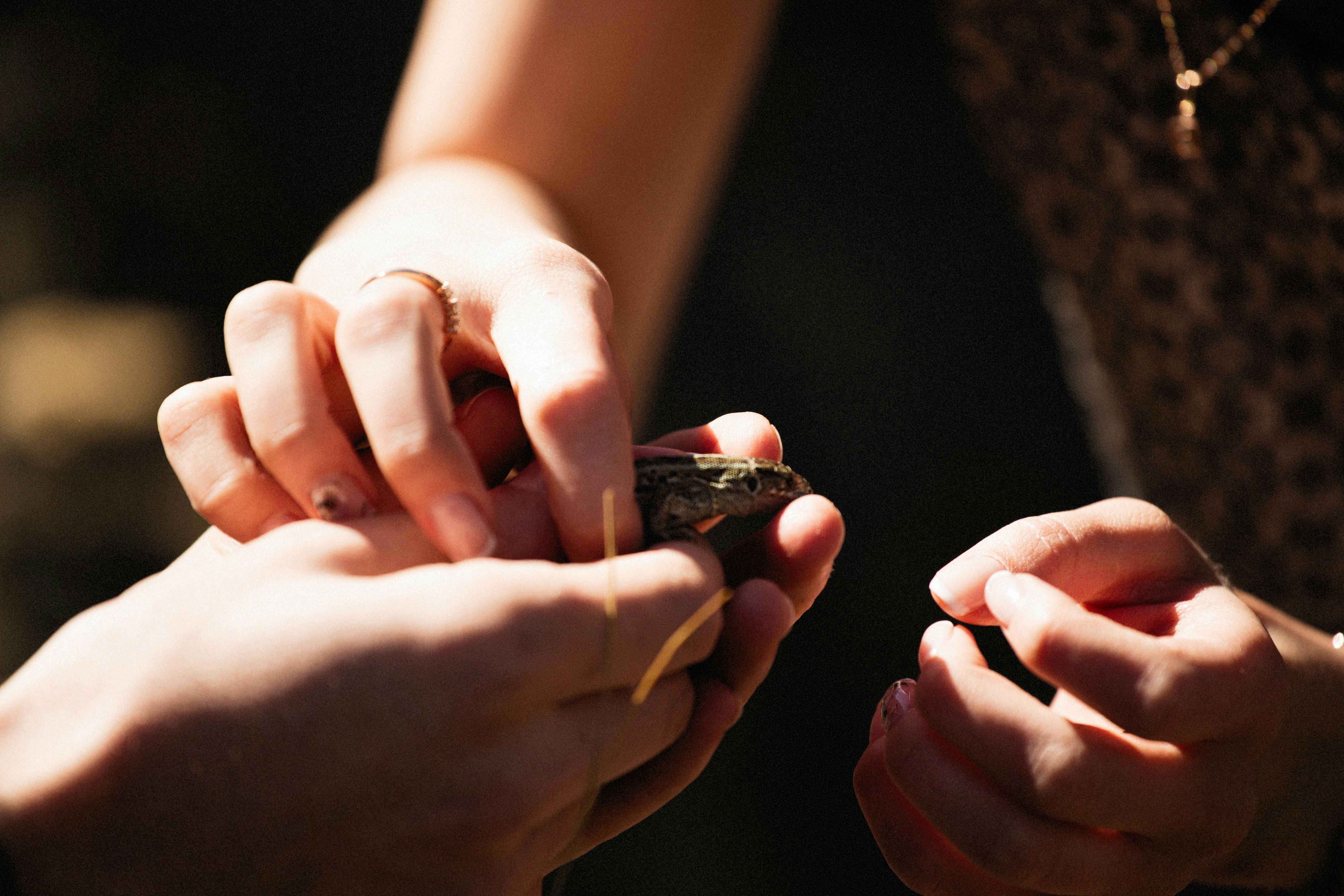 a close up of a person holding a small lizard