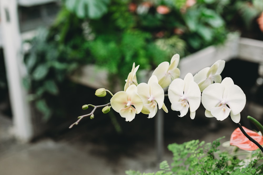Un primo piano di un fiore bianco in un giardino