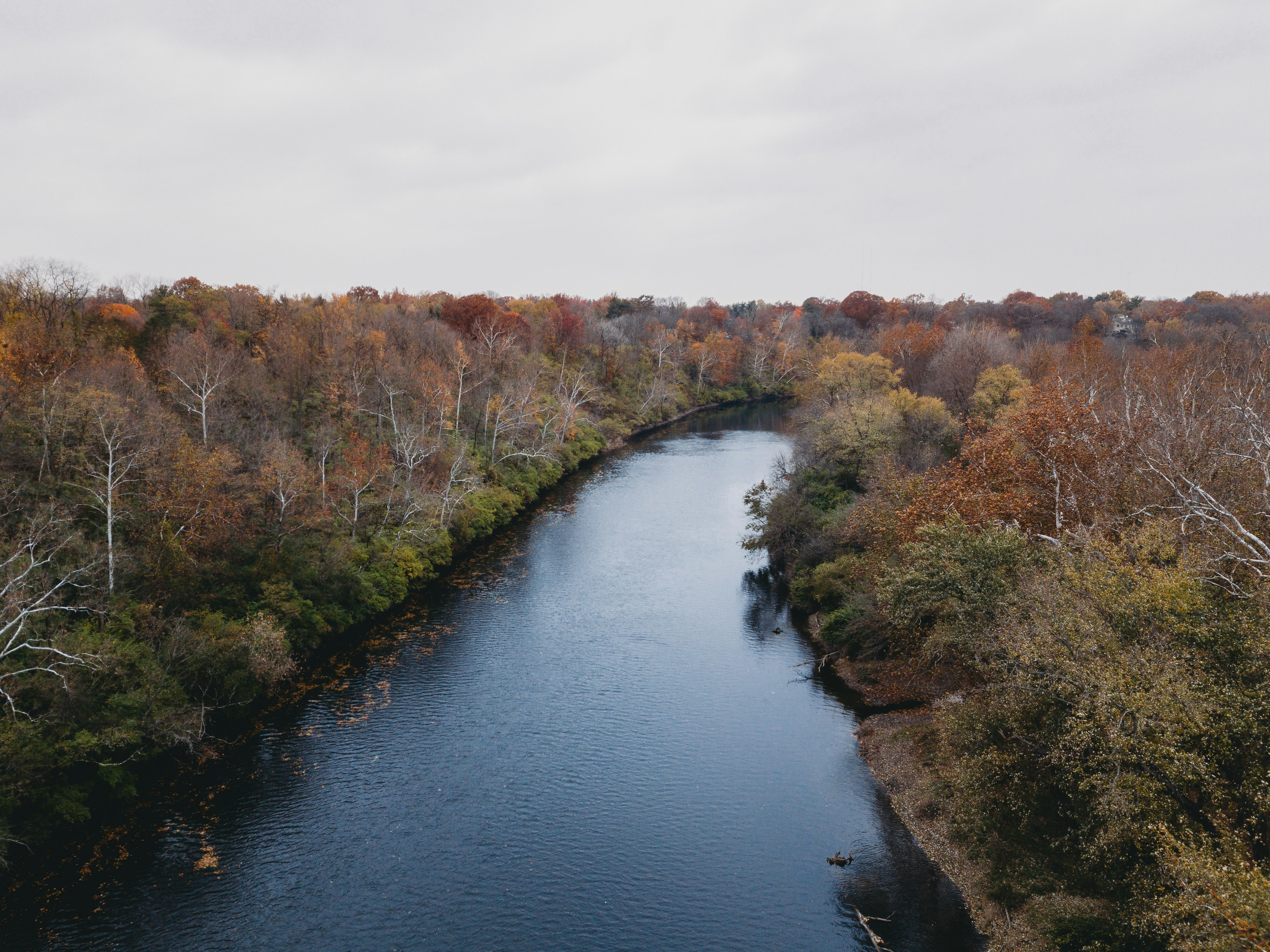 a river running through a forest filled with trees