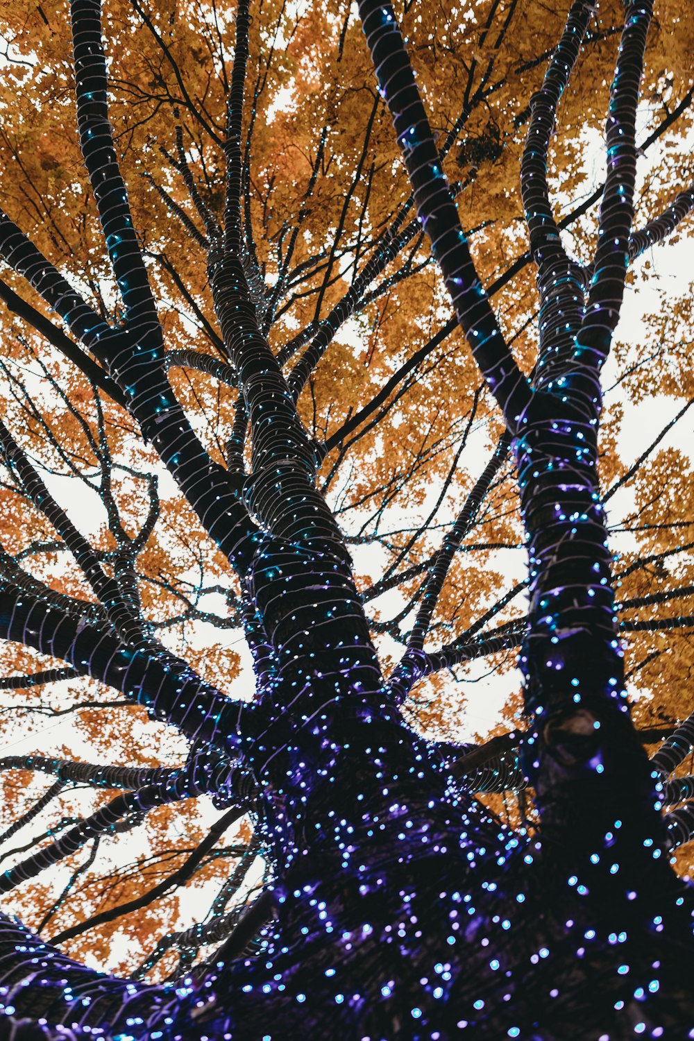 a large tree with lots of lights on it