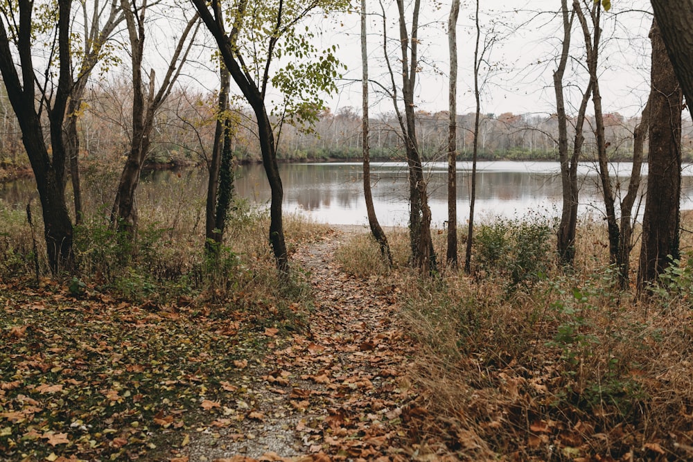 a path in the woods leading to a lake