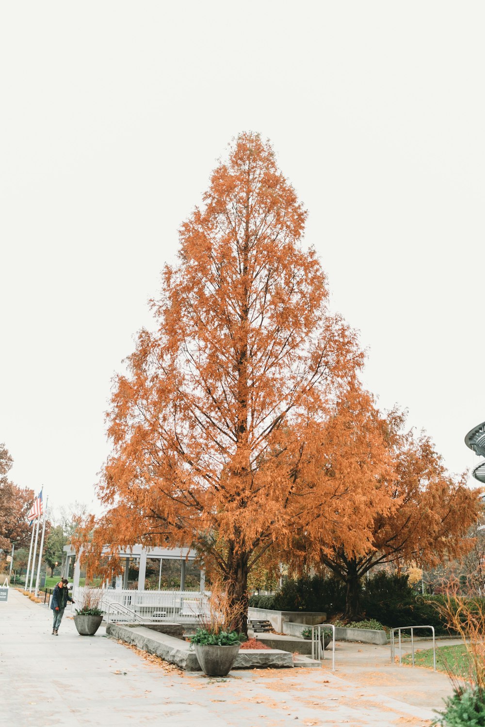 a tree with orange leaves in a park