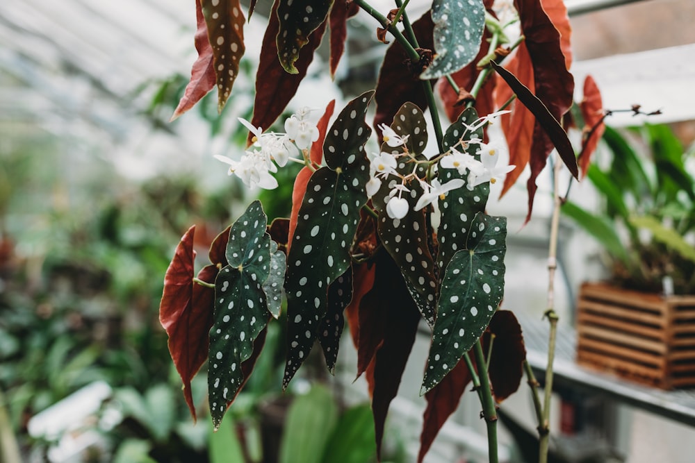 a close up of a plant in a greenhouse