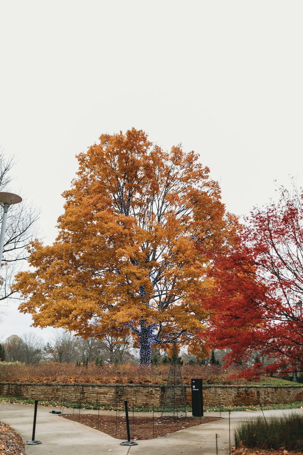 a tree with orange and yellow leaves in a park