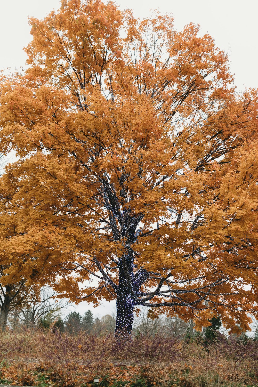 a large tree with yellow leaves in a field