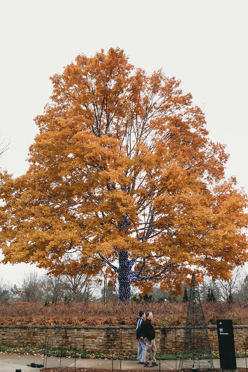 un paio di persone in piedi di fronte a un grande albero