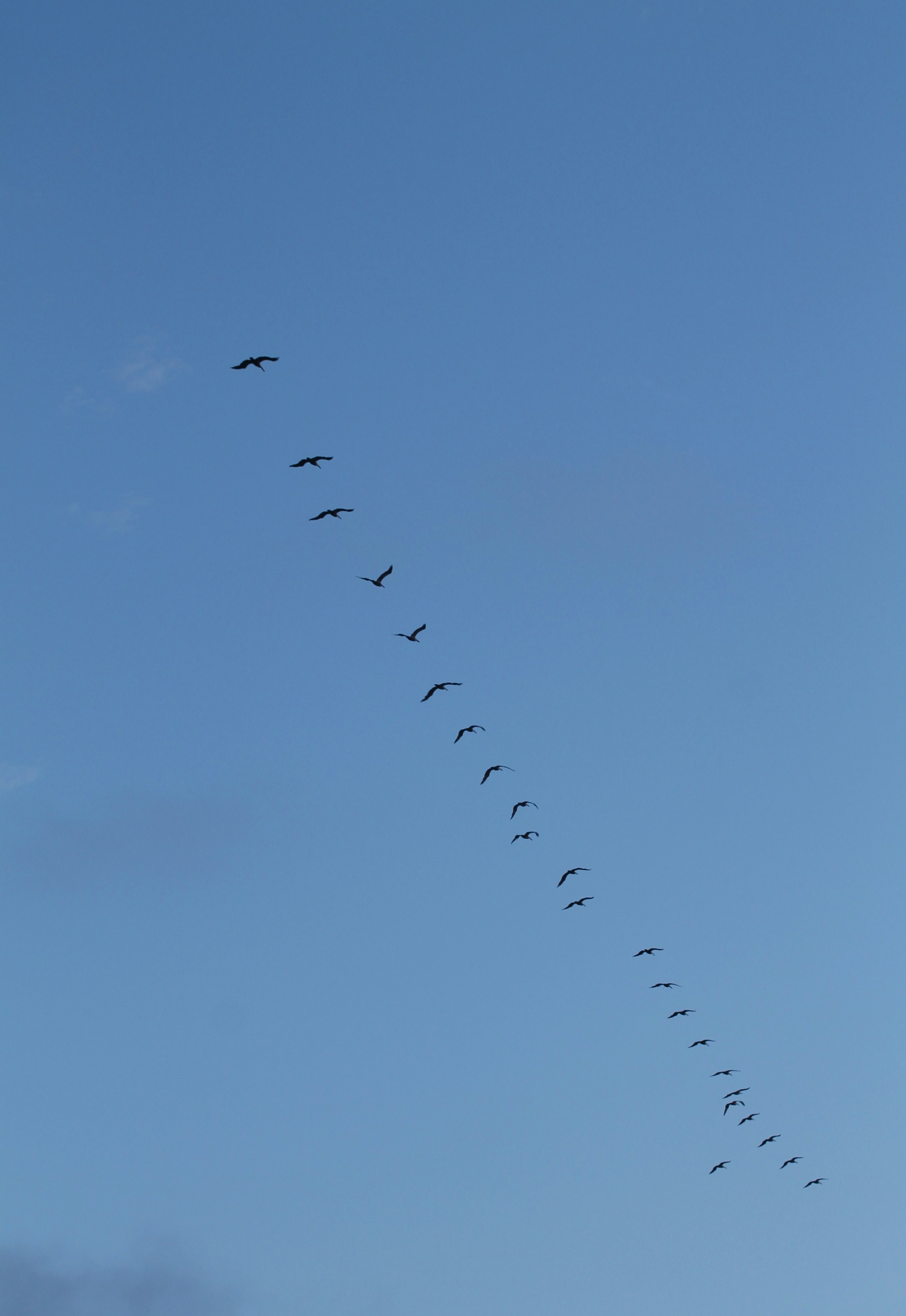 a flock of birds flying through a blue sky