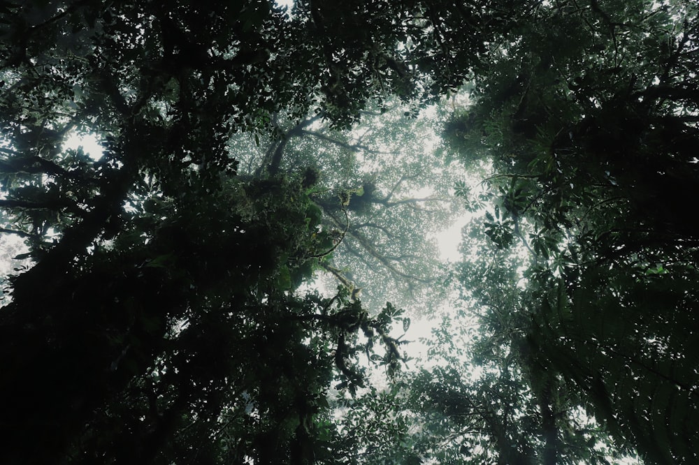 looking up into the canopy of a dense forest