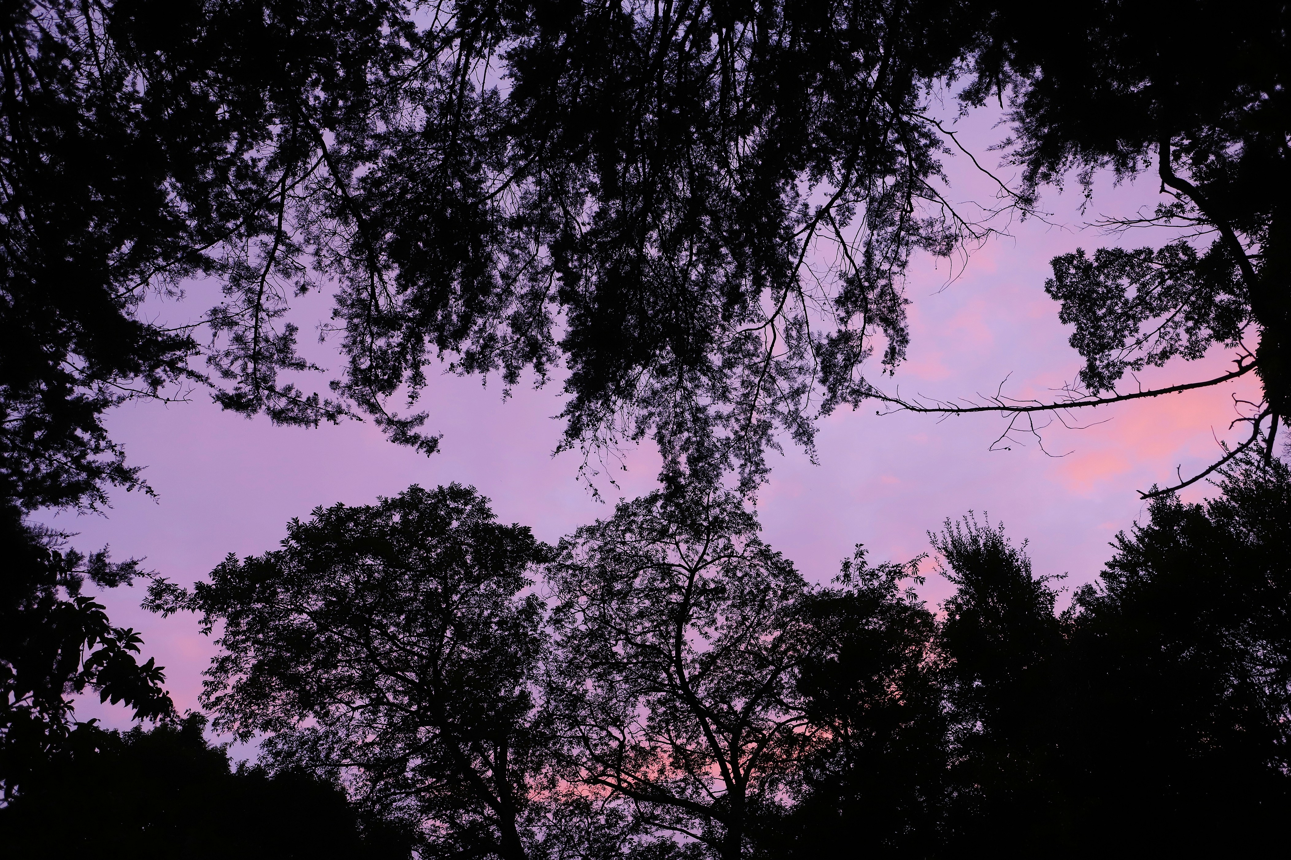 a view of the sky through some trees