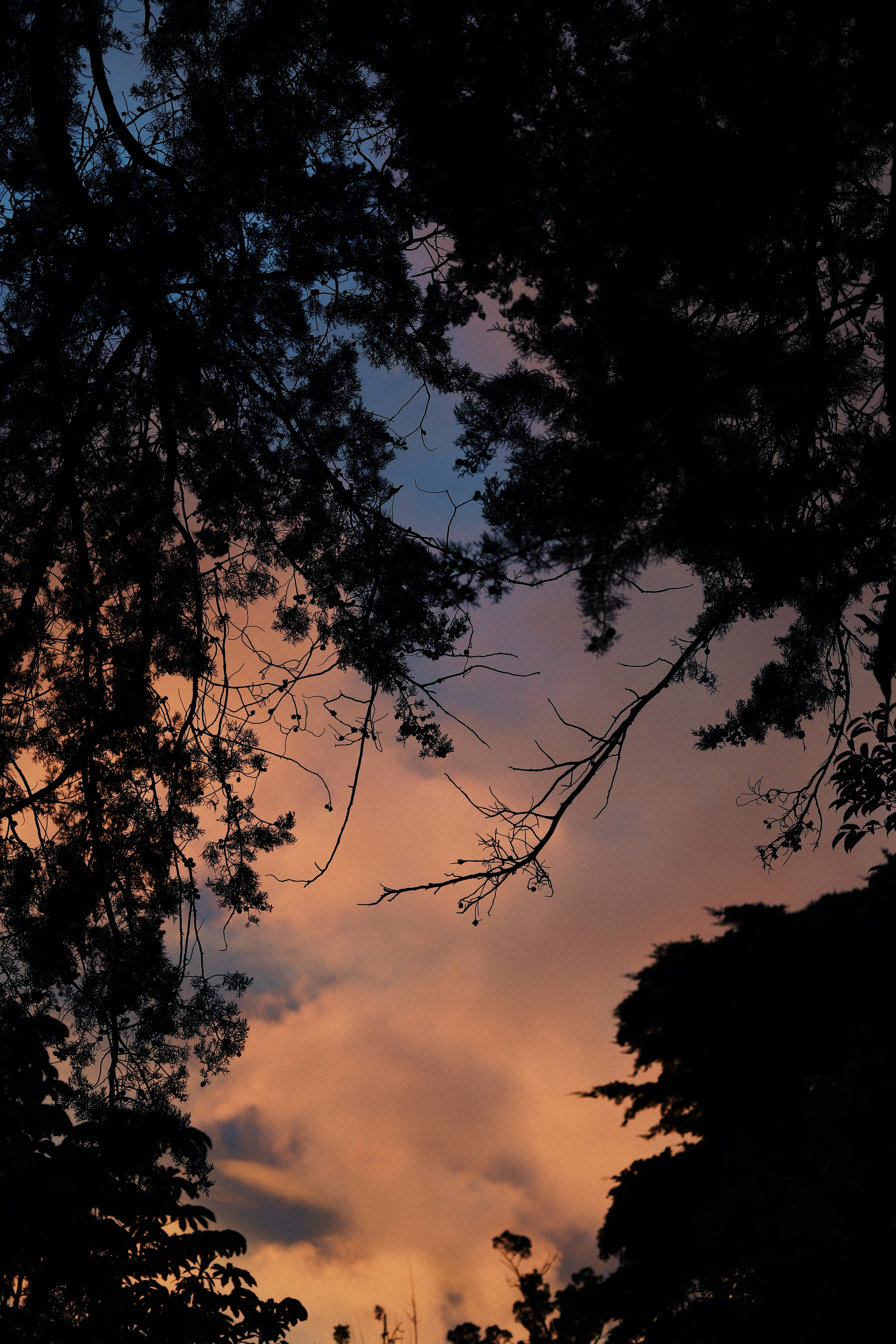 a view of a sunset through some trees