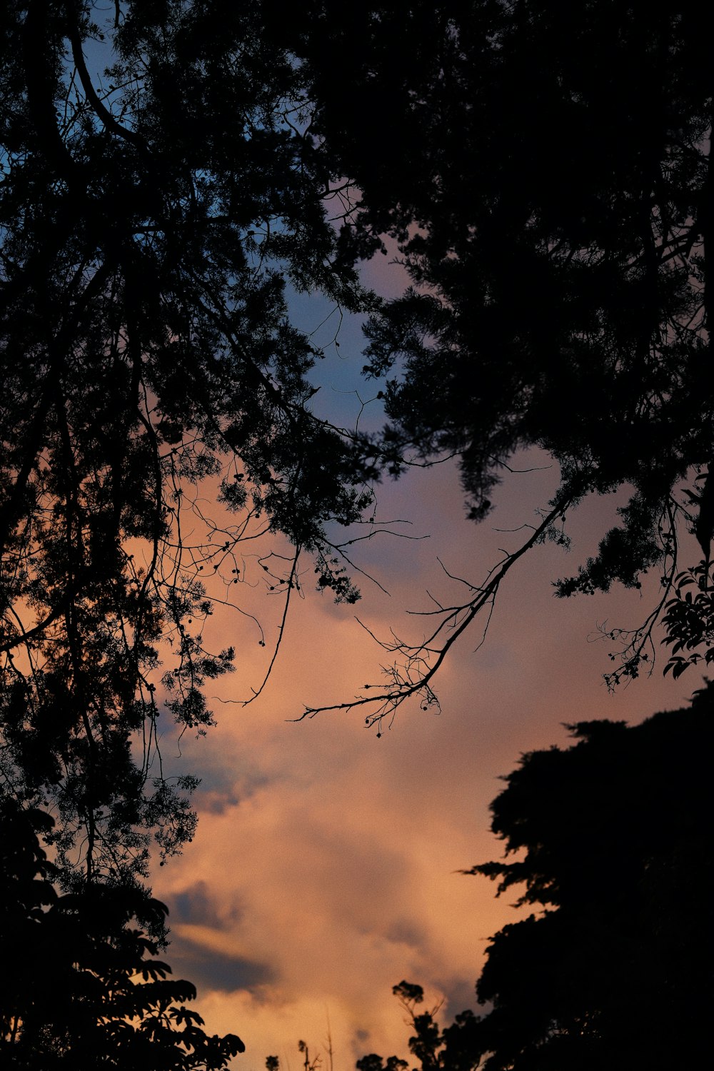 a view of a sunset through some trees