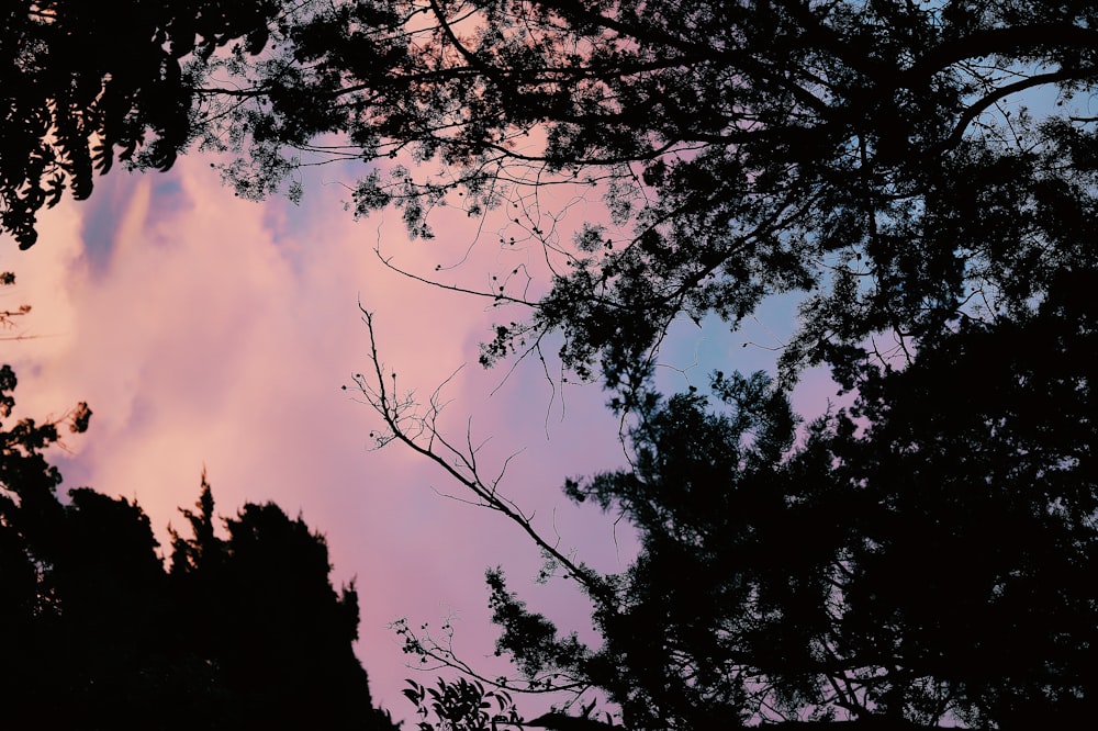a view of a pink sky through some trees