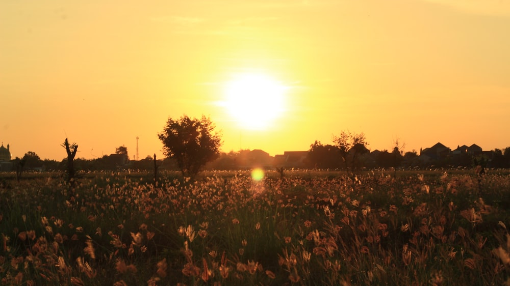 the sun is setting over a field of flowers