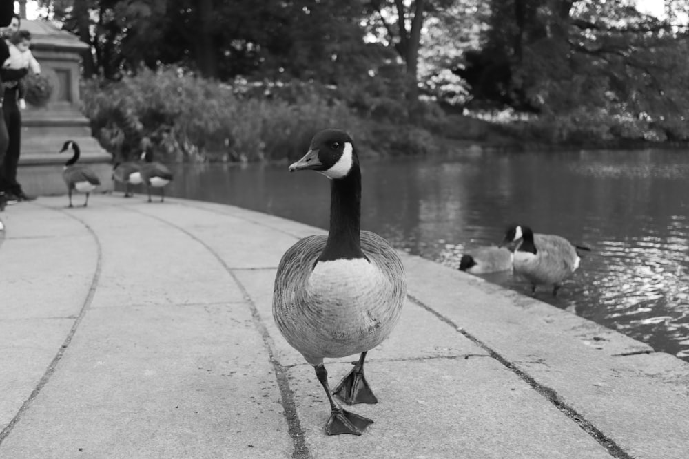 a black and white photo of a goose near a pond