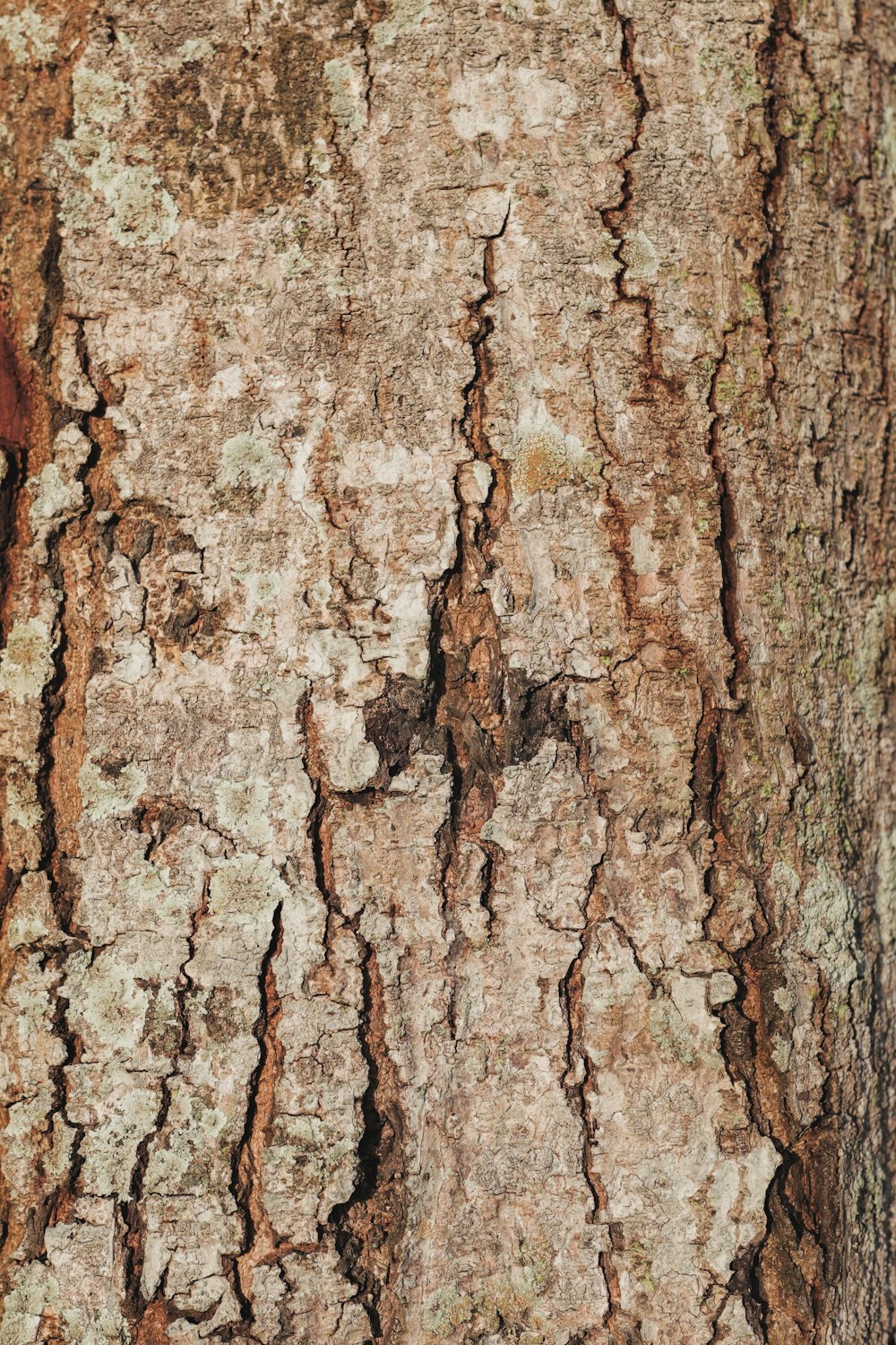 a close up of the bark of a tree