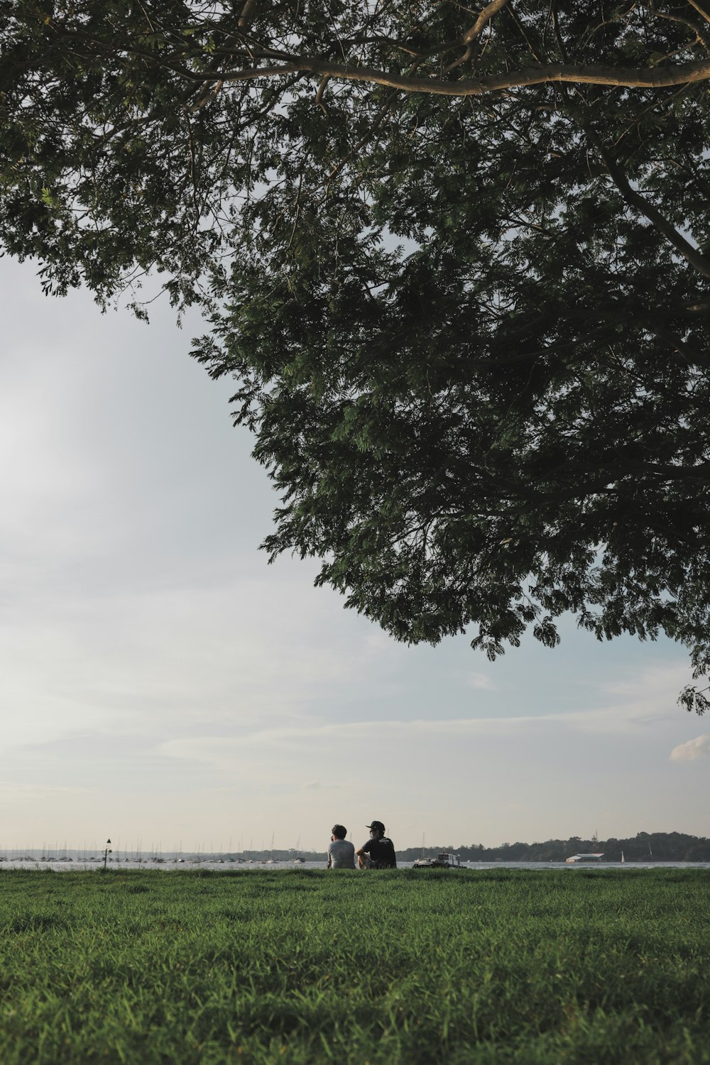 two people sitting on a bench under a tree